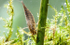 Diving beetle larva