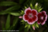 RAL_D7A7737