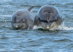 Other Wildlife portfolio