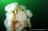 UML011: Plumose Anemones