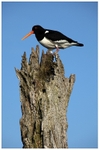 Oystercatcher at Thornham Harbour