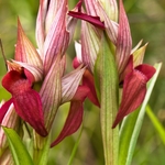 Scarce Serapias (Serapias neglecta)