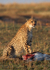 Cheetah kill