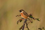 Stonechat