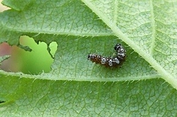 Comma Caterpillar