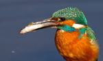Kingfisher