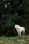 Wolves 190214 63a