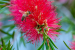 honey bee Apis mellifera-7436