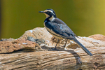African Pied Wagtail