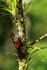 Black-striped Woodcreeper on tree, Costa Rica