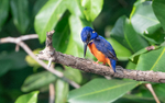 Shining-blue kingfisher