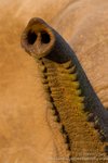 Elephant trunk sniffing the air