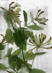 Honeysuckle