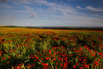 Jurassic Poppies