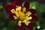 Flower - 0003