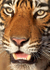 Royal bengal tiger - 11