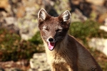 Arctic Fox 3285