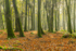 Dereen Woods in County Roscommon in Ireland