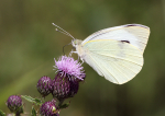 Large White