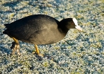 Coot In Winter