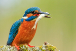 Kingfisher (male) with fish, Scotland