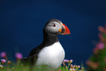 Puffin