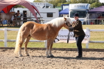 Class 206 - IH Non Show Type Pony portfolio