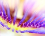 Passionflower