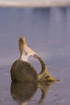 Whale bone 8369