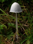 Snowy Inkcap