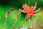 Long-billed Hermit approaches flower, Osa Peninsula, Costa Rica