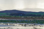 Barnacle Geese