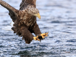 Sea Eagle focusses on fish at end of dive, Flatanger, Norway