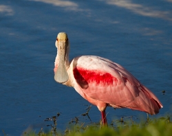 Roseate Spoonbil _0010