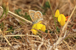 Adonis Blue, Seacombe Bottom, Dorset