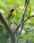 Common Tody-Flycatcher, Gamboa, Panama