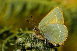 Green Hairstreak Butterfly - Callophrys rubi