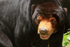 Sun Bear, Phnom Tamao, Cambodia