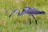 Black-headed Heron (juvenile) with food