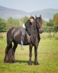friesians 101-143