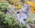 Black-crowned Night-Heron with raised wings, Carcass Island, Falklands