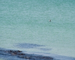 A Lone Seal