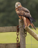RED KITE 10