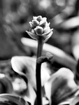 Intricate