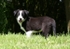 15 Nine weeks old
