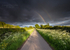 Cow Parsley & Rainbows 2