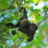 Howler Monkey hanging upside down, Manuel Antonio, Costa Rica