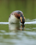 Slavonian Grebe diving, Iceland