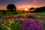 z1071 Ventnor Down Heathland