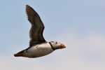 Flying Puffin